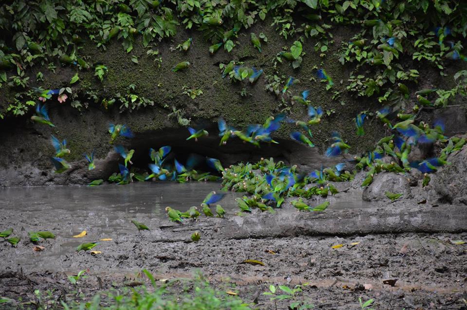 Yasuni Rainforest