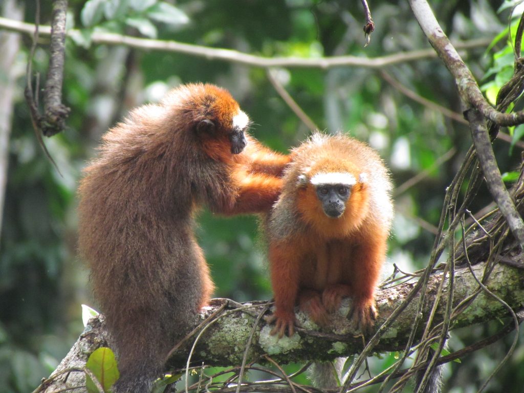 Yasuni Tours