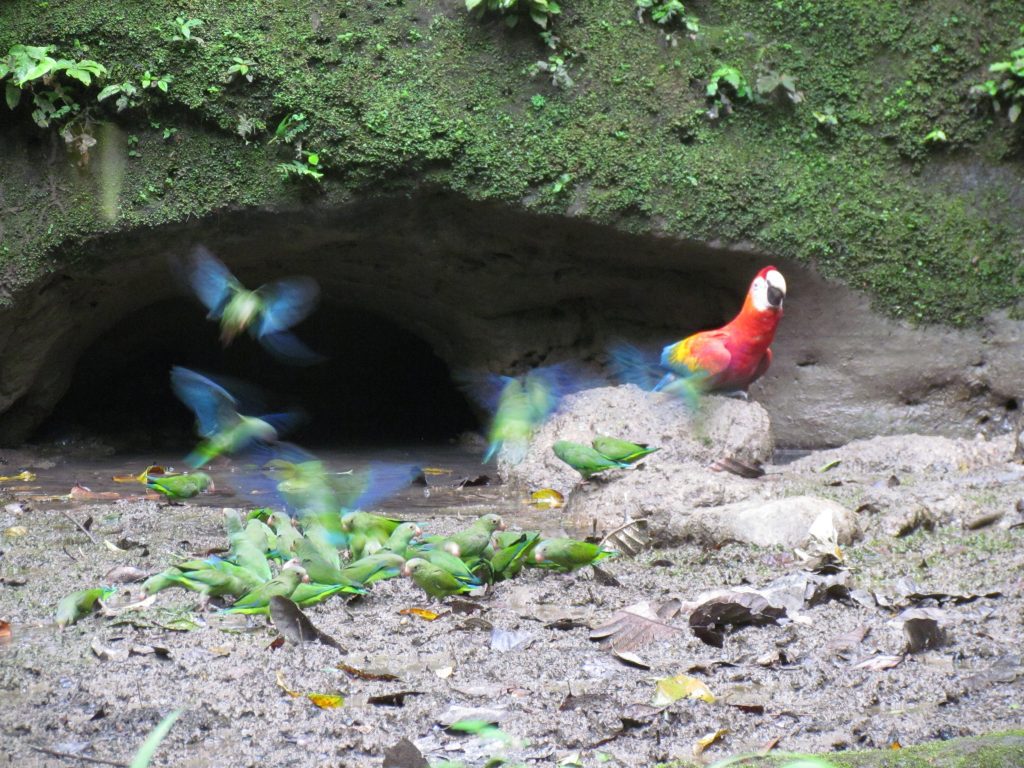 Yasuni Last minute tours